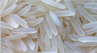 Variety of Rice